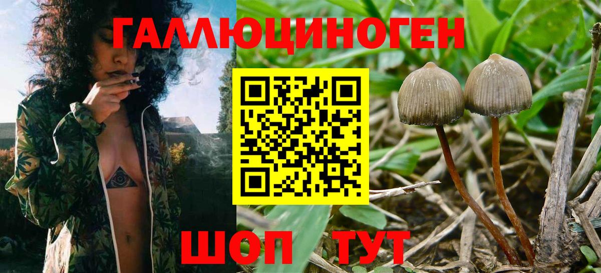 Псилоцибиновые грибы Psilocybe Дмитров